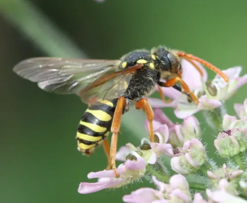 Gooden's Nomad Bee - photo 6
