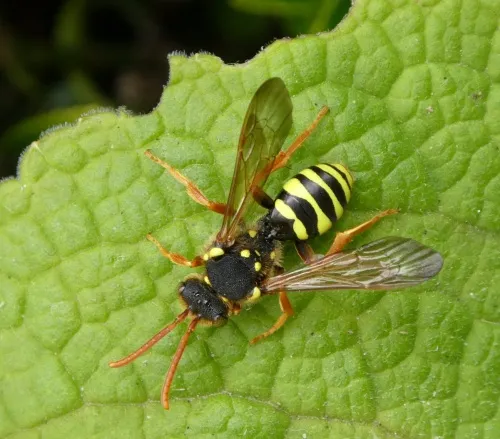 Gooden's Nomad Bee - photo 7