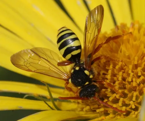 Gooden's Nomad Bee - photo 8