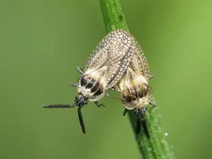 Gorse Lacebug