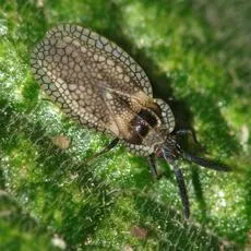 Gorse Lacebug - photo 2