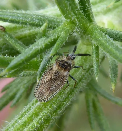 Gorse Lacebug - photo 3