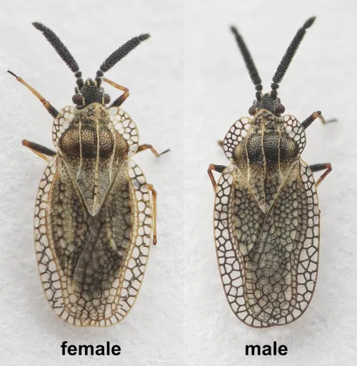 Gorse Lacebug - photo 4