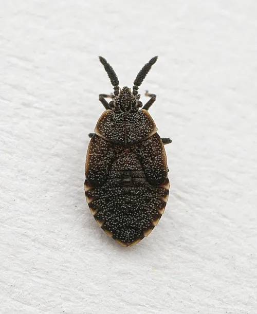 Gorse Lacebug - photo 5