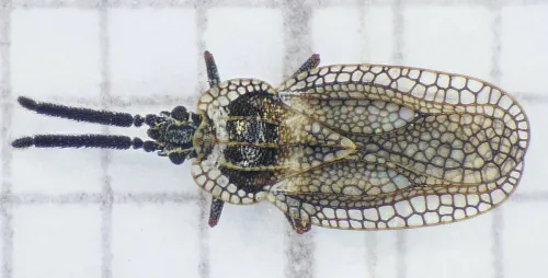 Gorse Lacebug - photo 6