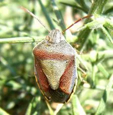 Gorse Shieldbug