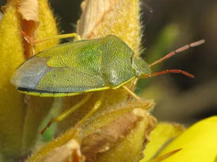 Gorse Shieldbug - photo 2