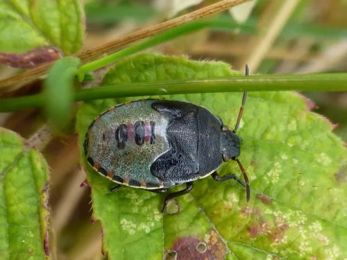 Gorse Shieldbug - photo 3