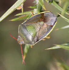 Gorse Shieldbug - photo 4