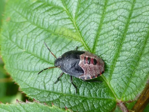 Gorse Shieldbug - photo 5
