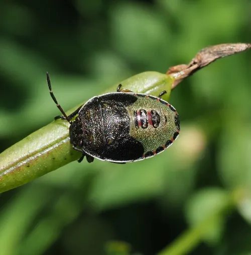 Gorse Shieldbug - photo 6