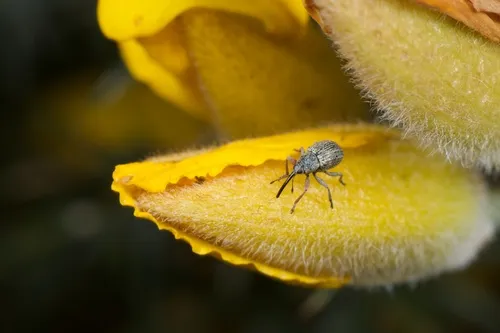 Gorse Weevil - Exapion ulicis