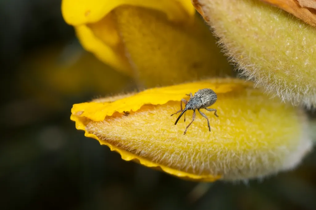 Gorse Weevil - photo 2