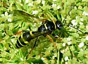 Gorytes atricornis