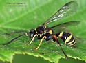 Gorytes atricornis - photo 2
