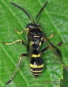 Gorytes atricornis - photo 3