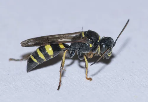Gorytes canaliculatus