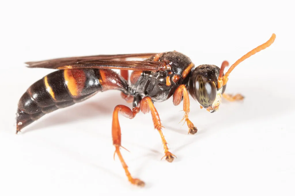 Gorytes dorothyae - photo 2