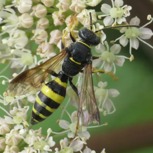 Gorytes laticinctus