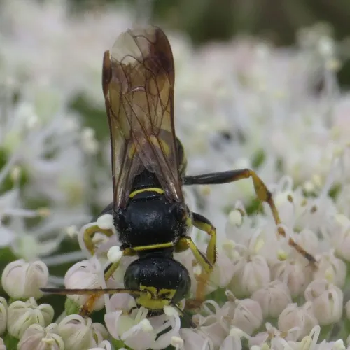 Gorytes laticinctus - photo 2