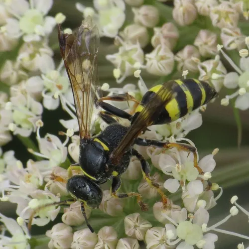 Gorytes laticinctus - photo 3