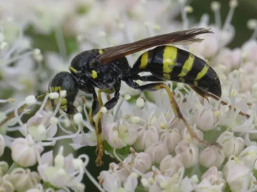 Gorytes laticinctus - photo 4