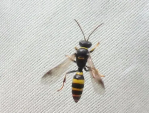 Gorytes laticinctus - photo 5