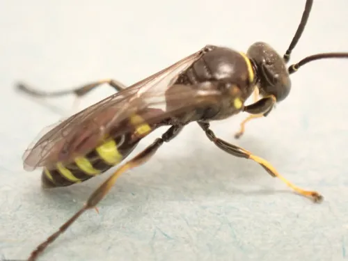 Gorytes laticinctus - photo 8