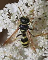 Gorytes provancheri