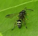 Gorytes simillimus - photo 3