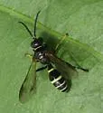Gorytes simillimus - photo 4