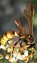Gorytes venustus