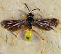 Gorytes willcoxi