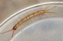 Gosibius intermedius
