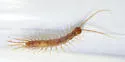 Gosibius monicus