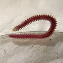 Gosodesmus claremontus