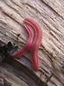 Gosodesmus claremontus - photo 2