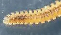Gosodesmus claremontus - photo 5