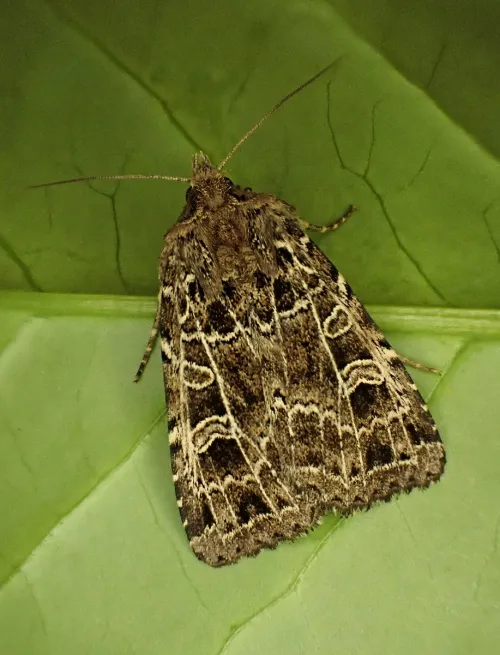 The Gothic - Naenia typica