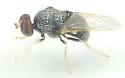 Gowdeyana punctifera