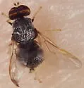 Gowdeyana punctifera - photo 2