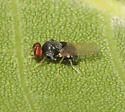 Gowdeyana punctifera - photo 3