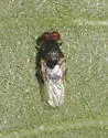 Gowdeyana punctifera - photo 4
