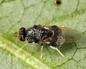 Gowdeyana punctifera - photo 5