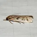 Goya n. sp. - Hodges#6074.01 - Goya n-sp