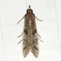 Goya n. sp. - Hodges#6074.01 - photo 2