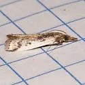 Goya n. sp. - Hodges#6074.01 - photo 4