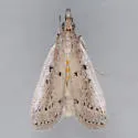 Goya stictella - Hodges#6073