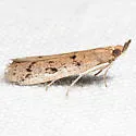 Goya stictella - Hodges#6073 - photo 2