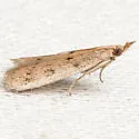Goya stictella - Hodges#6073 - photo 3